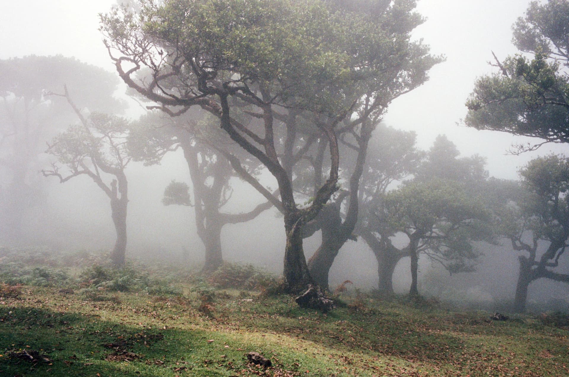 Color film photograph of twisted trees emerging through dense morning fog on a grassy hillside
